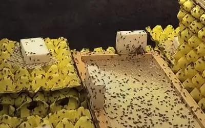 昆虫养殖场温湿度控制方案