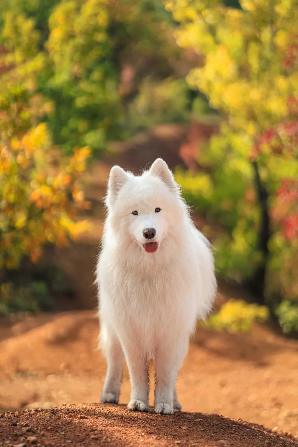 萨摩耶犬养护秘籍：从日常护理到健康管理