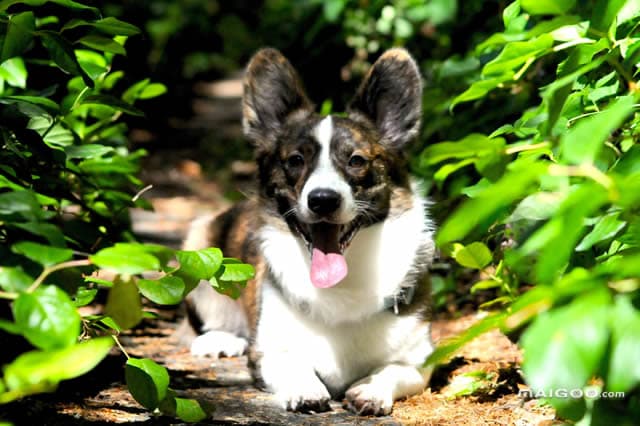彭布罗克威尔士柯基犬：矮小身躯里的智慧与忠诚