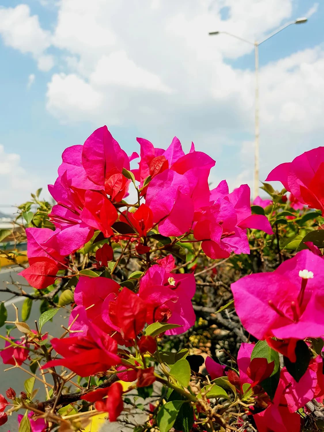 最适合南方养的10种花：从三角梅到蓝花藤