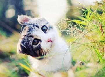 养猫可以养玫瑰吗？ 卡布奇诺玫瑰对猫咪有影响吗？