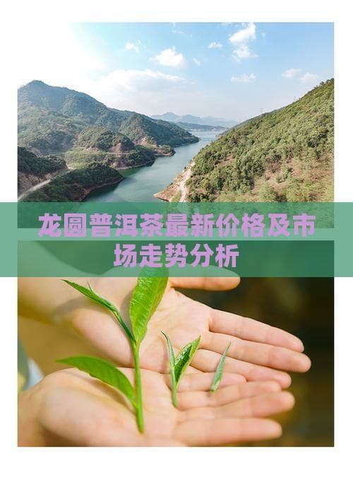 龙圆普洱茶价格及市场趋势分析