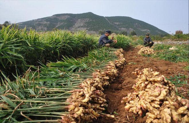 生姜的种植方法及栽培技术详解