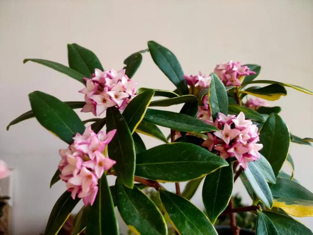 3种自制“旺花水”，浇花加点，花儿喝了“壮如牛”，开花开到爆