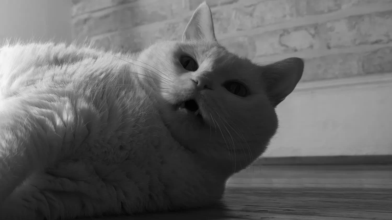 胖猫事件背后的捞女真相：一场网络暴力引发的悲剧
