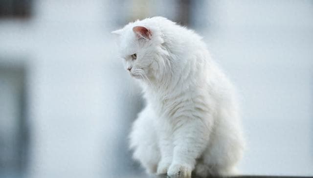猫咪不去猫砂盆撒尿怎么办，怎么训练猫咪去猫砂盆上厕所