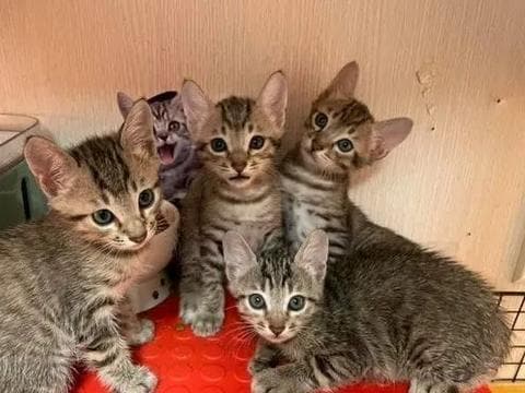 公猫为何追随母猫？猫行为揭秘