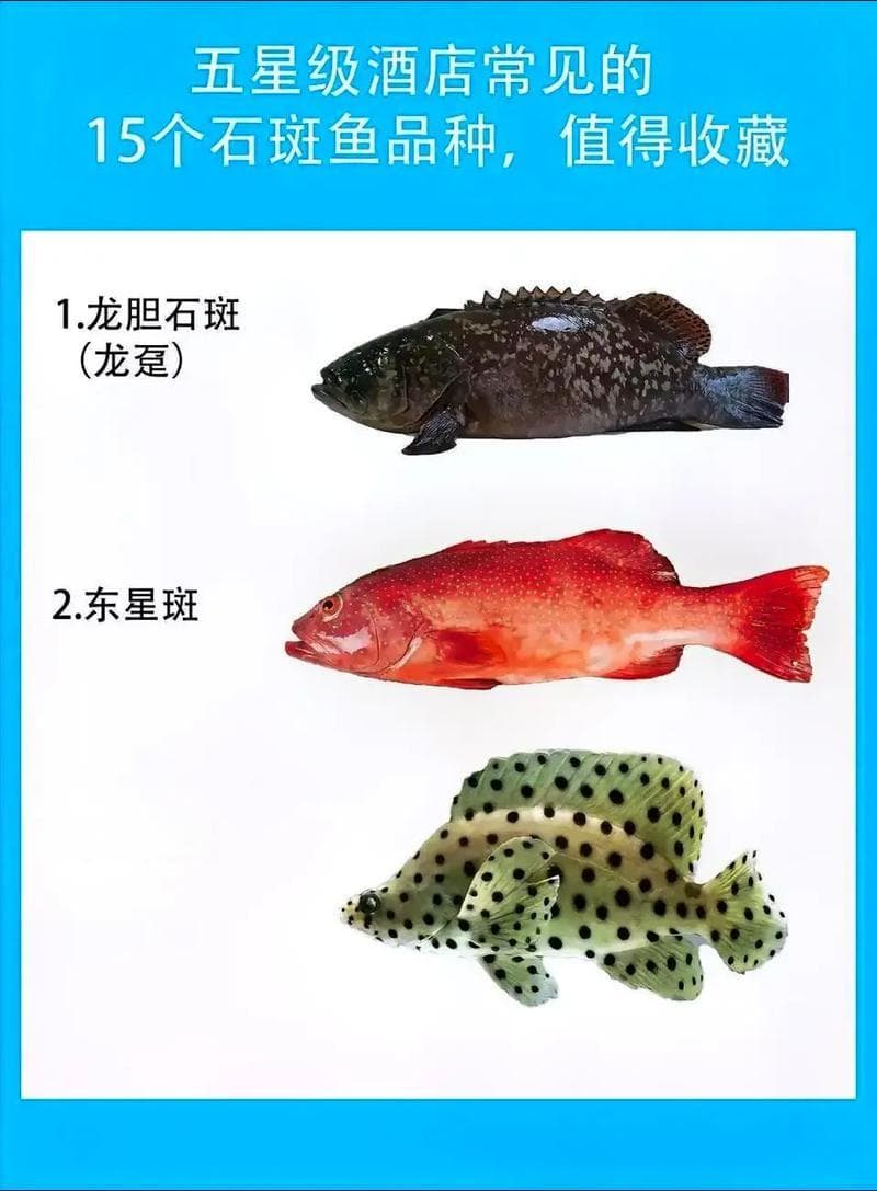 石斑鱼种类（石斑鱼品种大全图片）