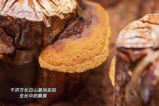 桑黄：天然草本植物的神奇功效与作用