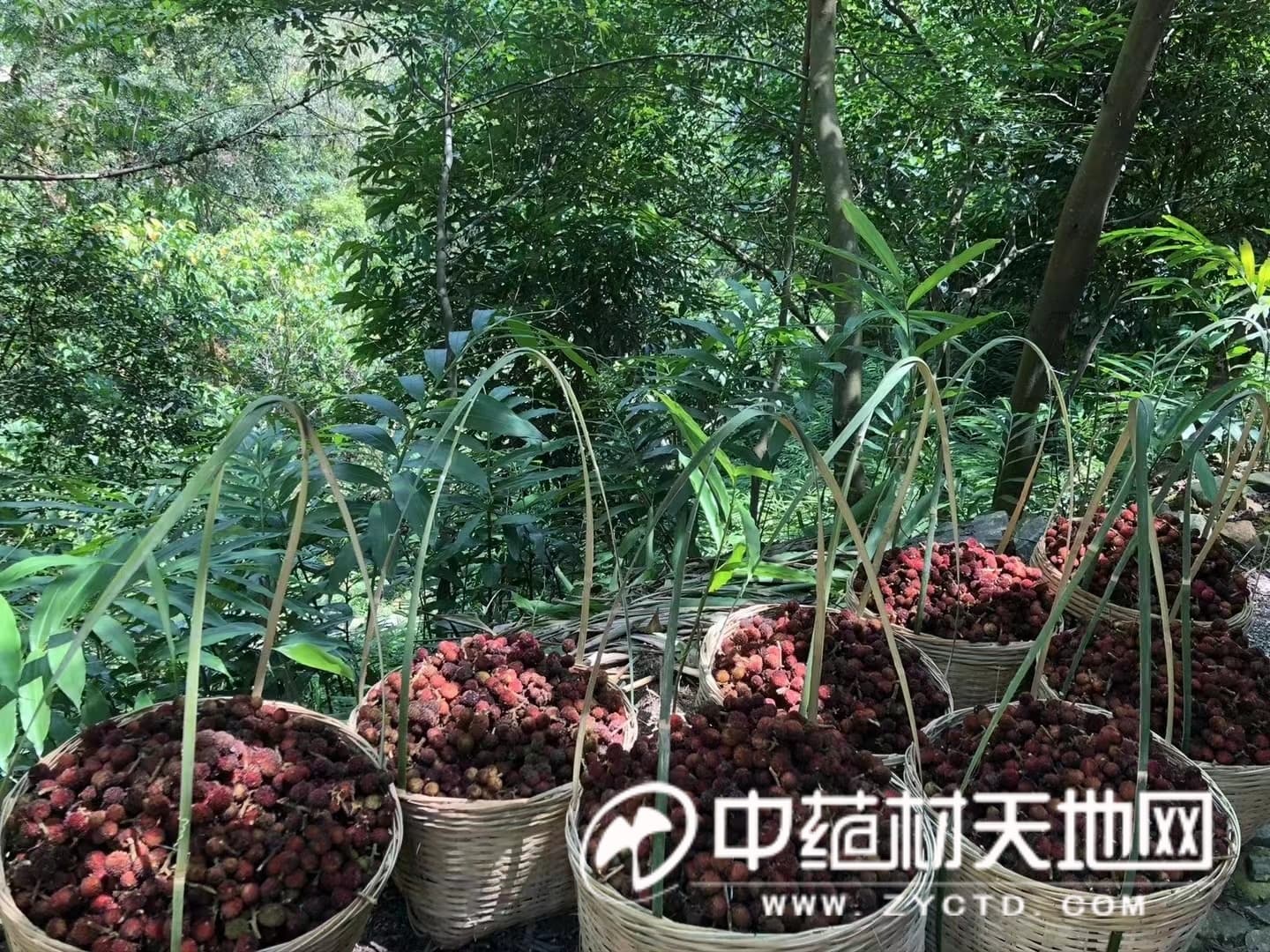 砂仁产新价滑 后市有否反弹的机会？