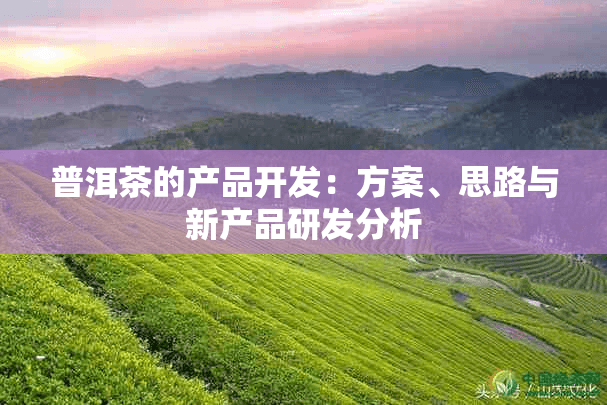 普洱茶的产品开发：方案、思路与新产品研发分析
