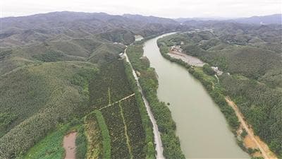 全球禁塑行动加速，竹子替代塑料迎来发展新机遇