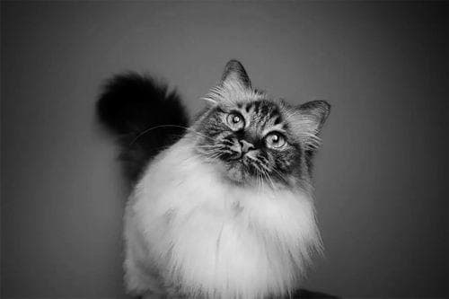 它们是最长寿和最短命的猫