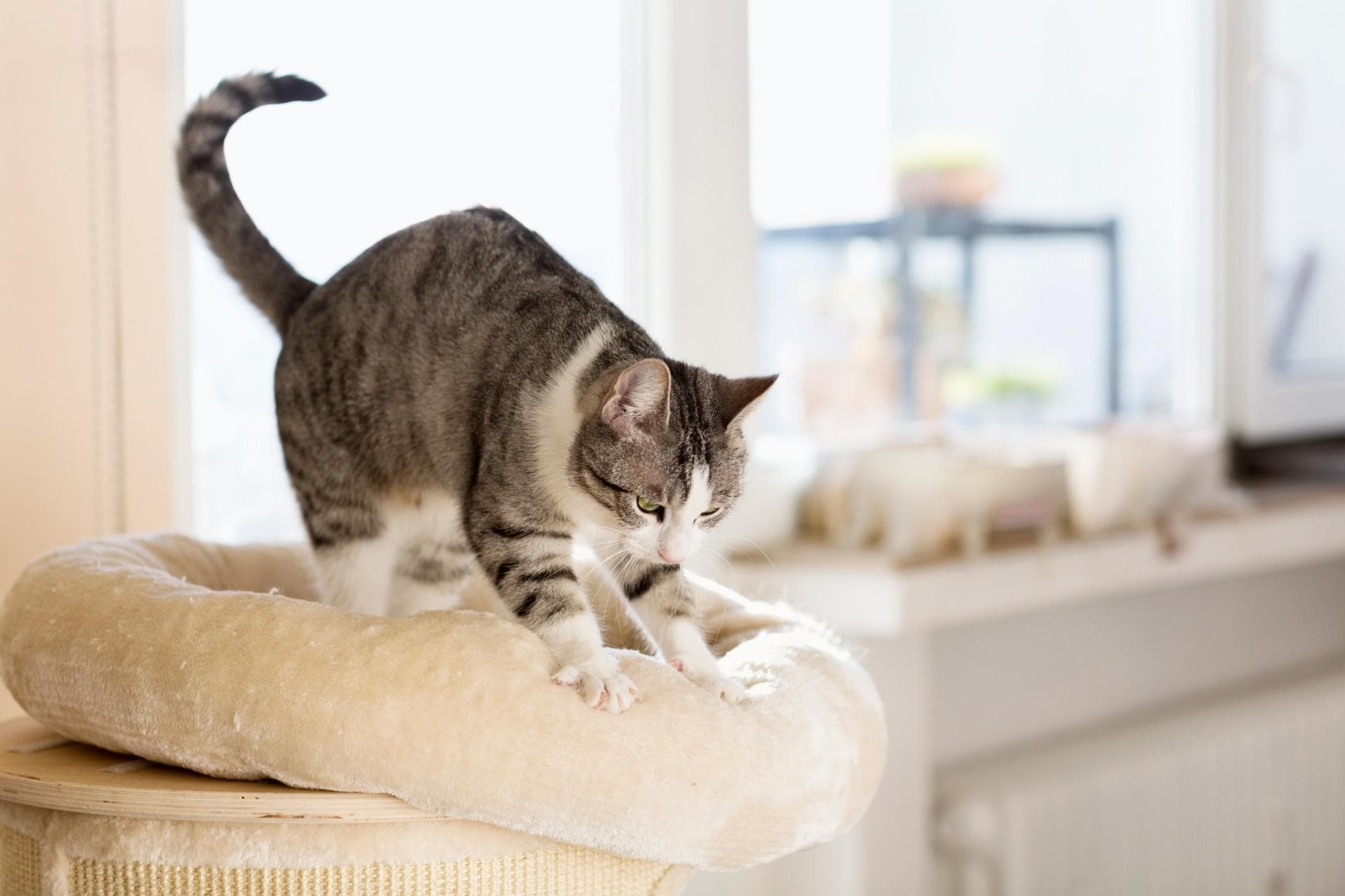 猫咪为什么会踩奶？揭秘这个温暖又治愈的行为