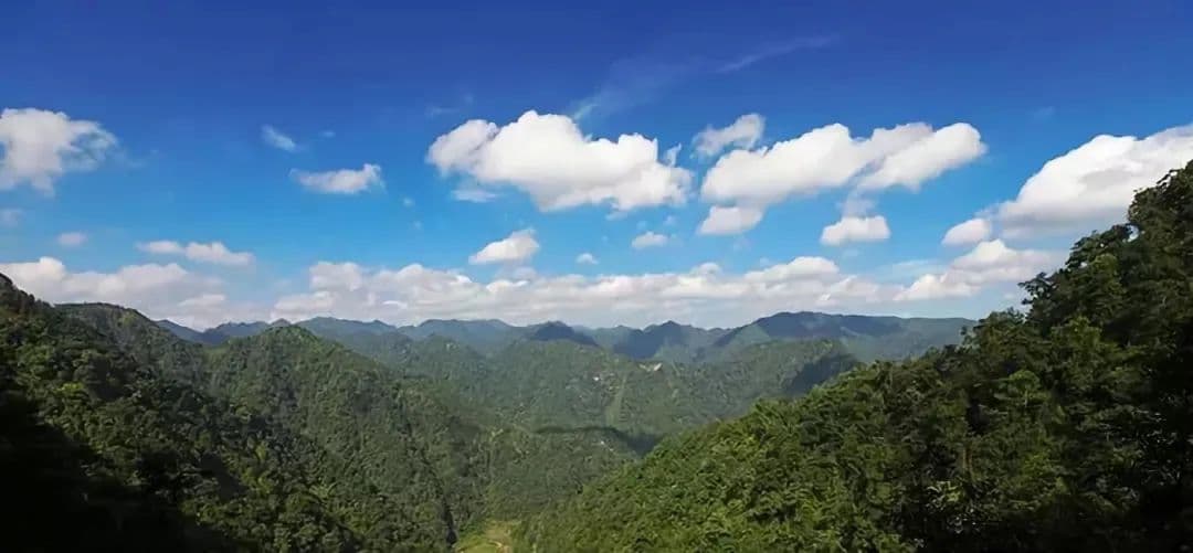 一份司法建议如何撬动野生动物保护大合力？