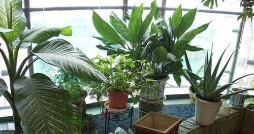 阳台朝北，种什么花最合适？（阳台朝北花卉推荐及养护技巧）