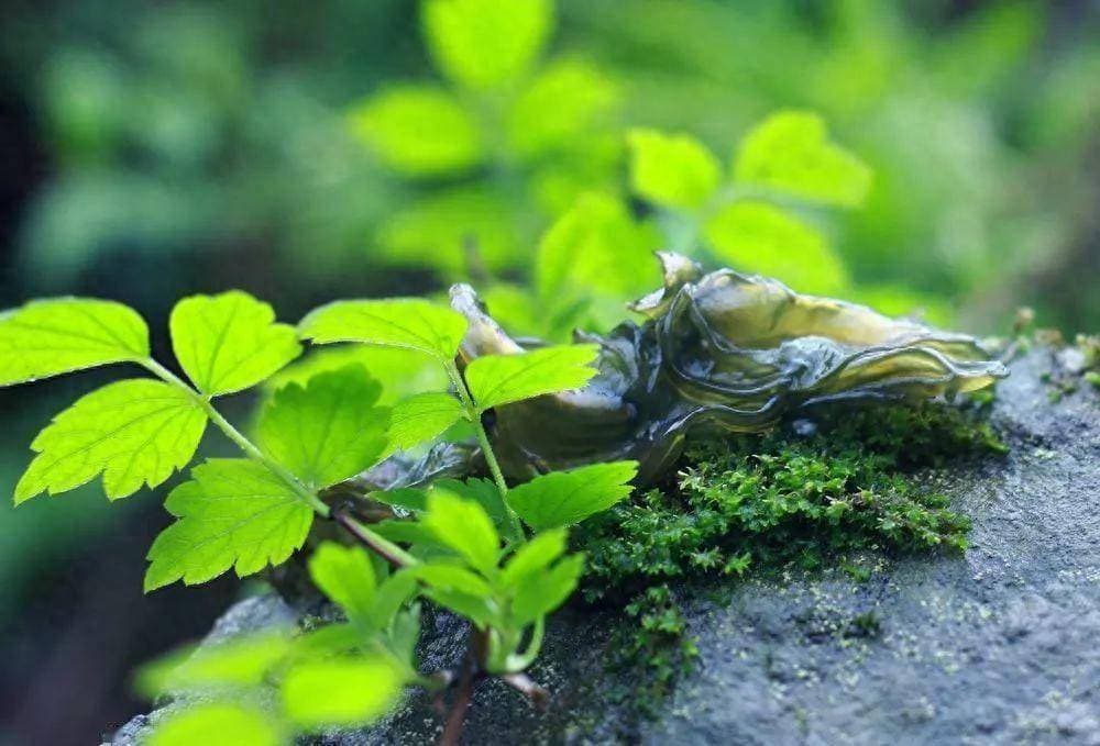 农村特有植物"地木耳"：营养价值超人参，市场价高达280元/公斤