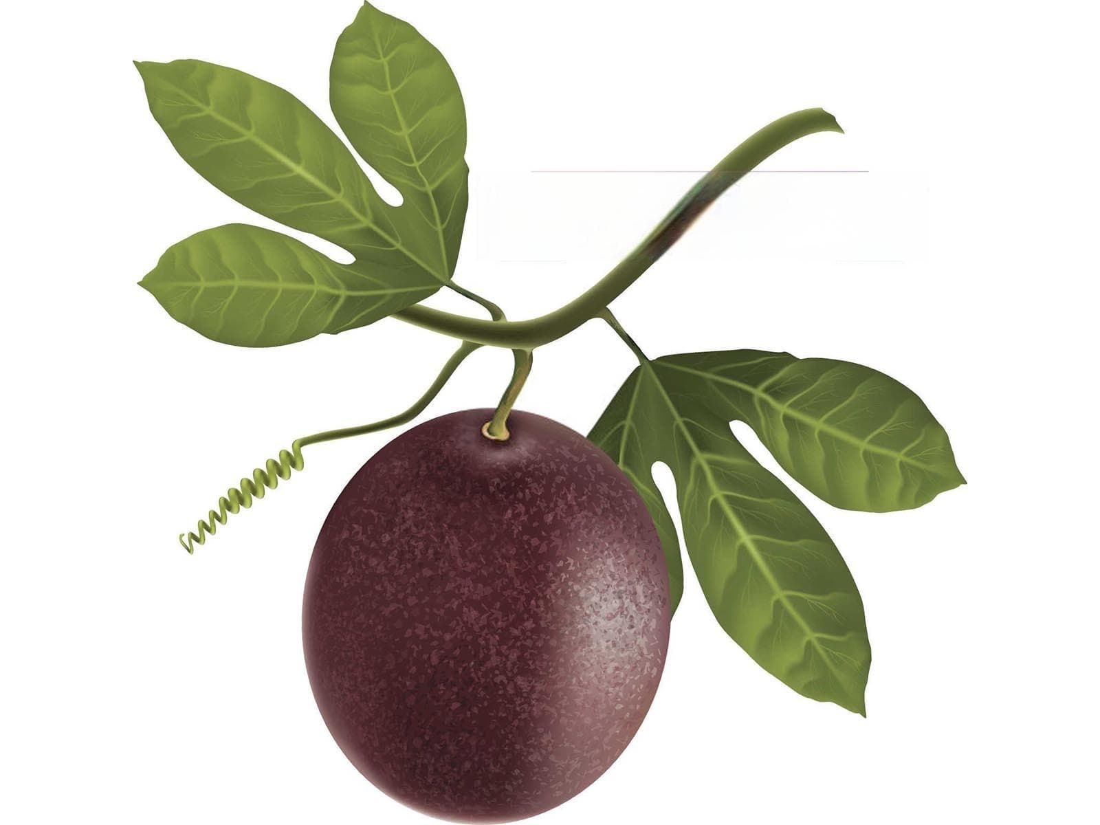 百香果怎么促花芽分化？