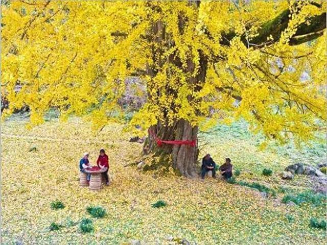 重庆周边周末游：赏红叶、露营、戏水，8处免费景点全攻略