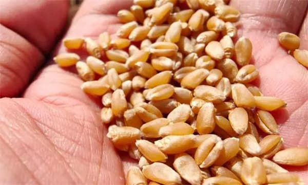 小麦播种技术全攻略：从品种选择到土壤处理