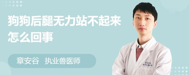 狗狗后腿无力站不起来怎么回事