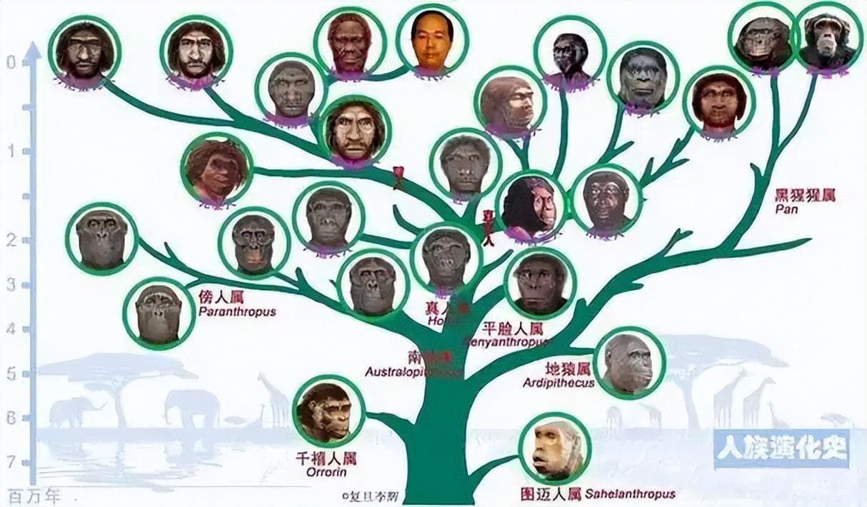 “猴子”是怎么进化成人类的？
