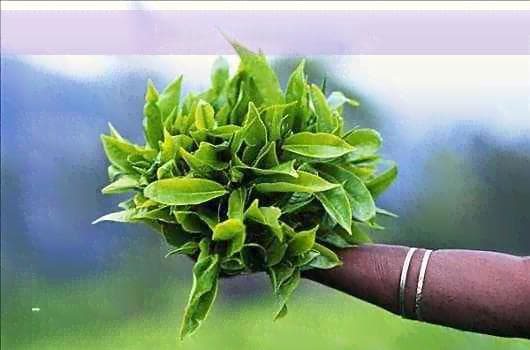 舌苔发黄厚腻喝什么茶效果好