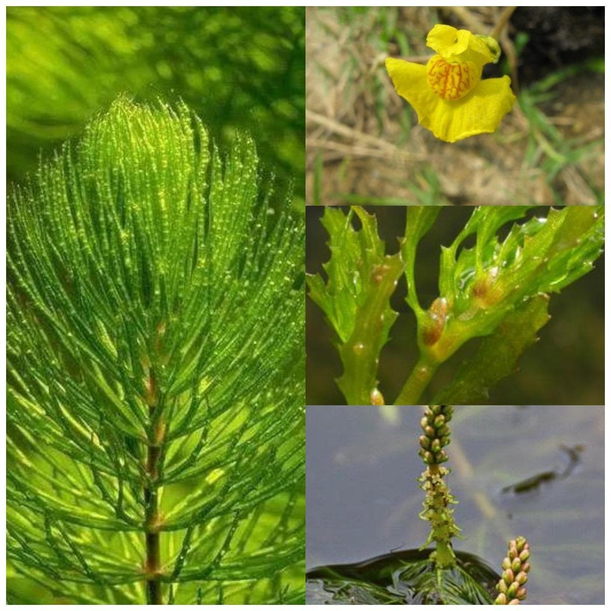 湿地植物：六大类型及其生态功能
