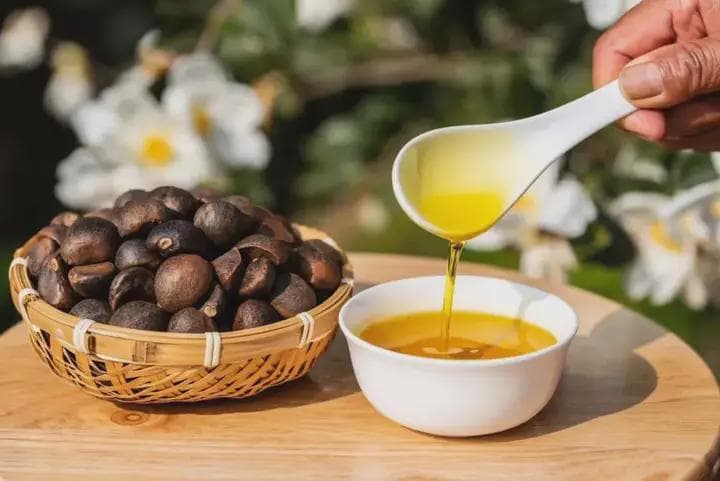 【油茶文化】山茶油的制作工艺全过程——有图有真相