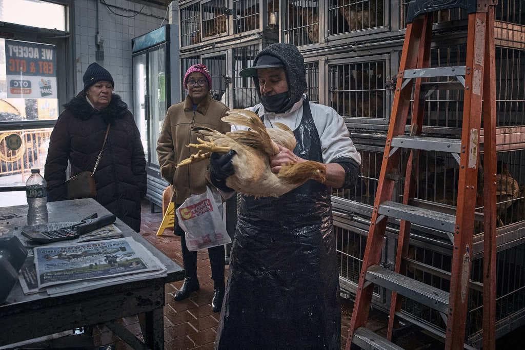 美国H5N1禽流感新毒株感染牛群和人类，专家担忧或引发全球大流行