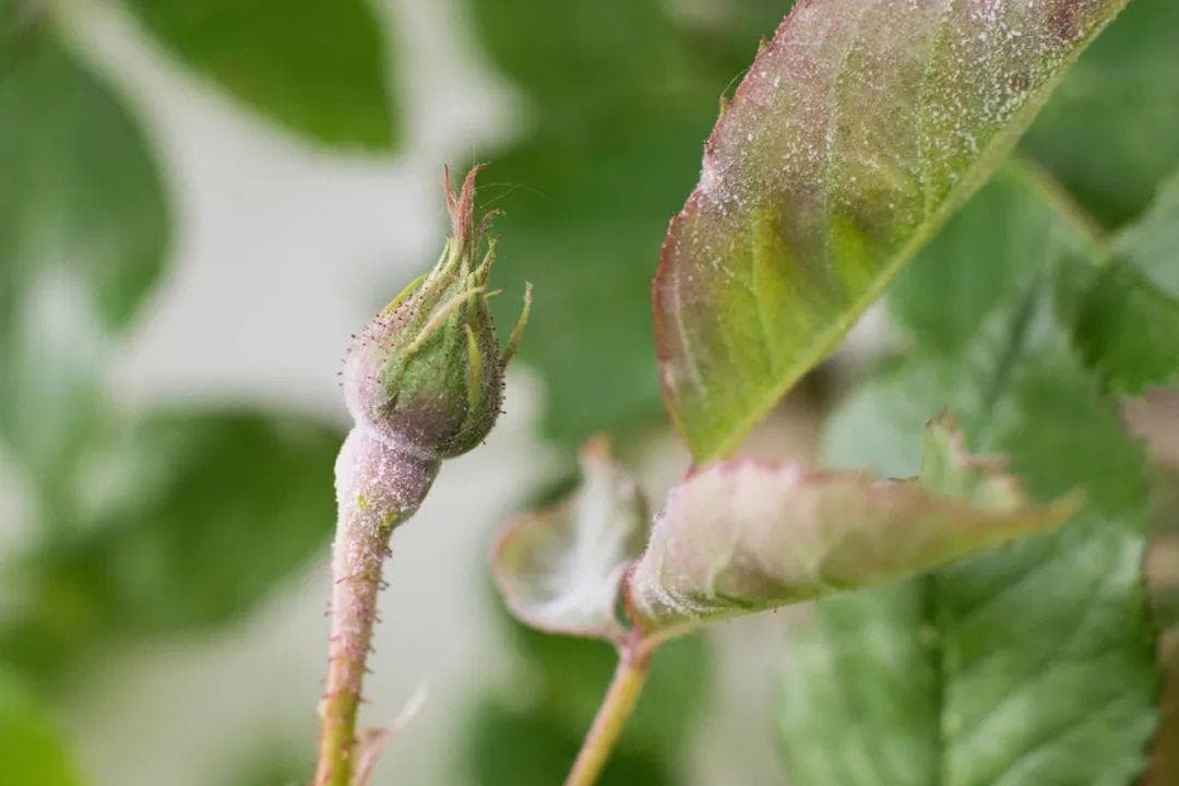家里养的植物容易感染白粉病，做好这几点能预防，治疗也有好方法