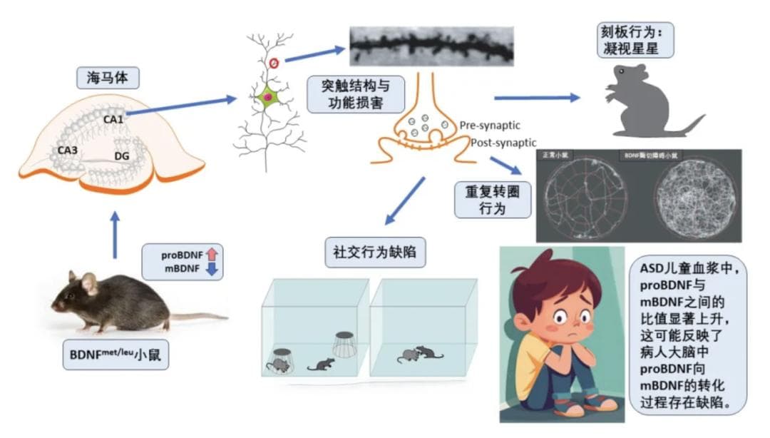清华大学鲁白教授团队揭示自闭症新机制，并据此开发出新型动物模型