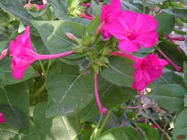 野茉莉种植全攻略：从整地到管理的实用指南