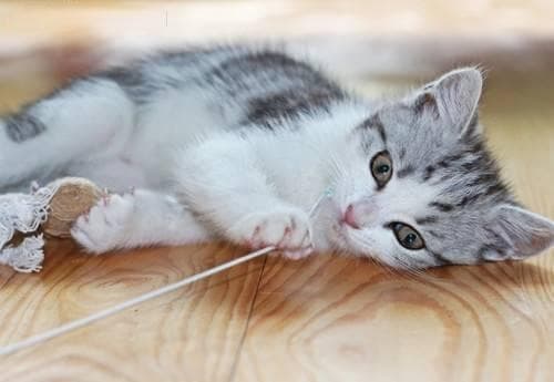 “宠物窝招小猫安心睡，温馨秘籍大公开！”
