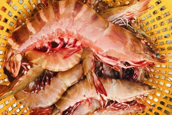 海虾的功效与作用、禁忌和食用方法