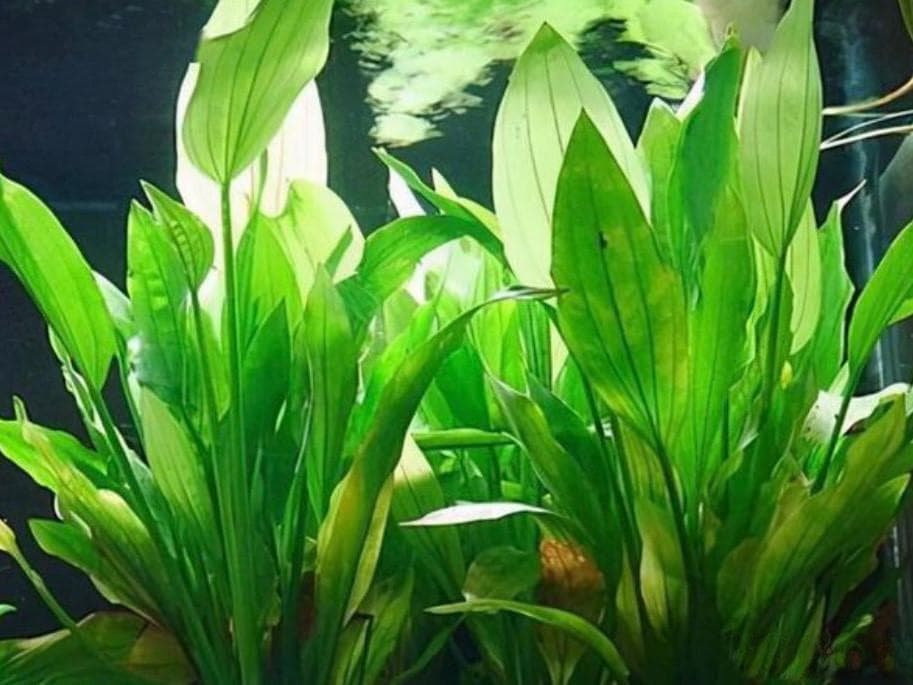 新手必看！如何选择最适合你的鱼缸水草？