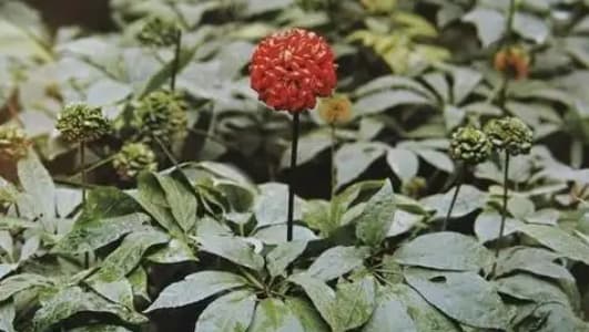 白药的功效作用功能主治是什么，有什么功效作用好处？