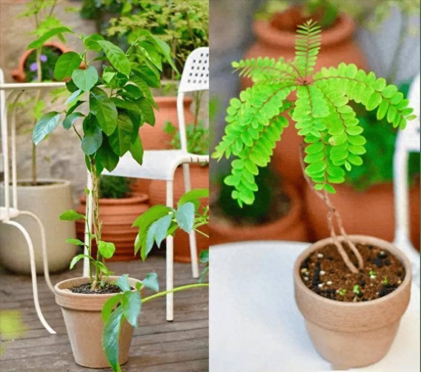 将生活垃圾变废为宝，果皮、菜叶子制成酵素当花肥，比买的还好用