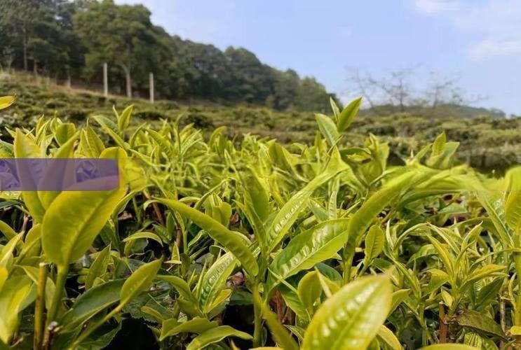 顶级普洱茶大盘点：班章、昔归等五款名茶详解