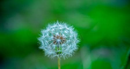 蒲公英的象征意义：从自然到文化的多重解读