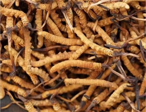 冬虫夏草的适用人群主要包括4类