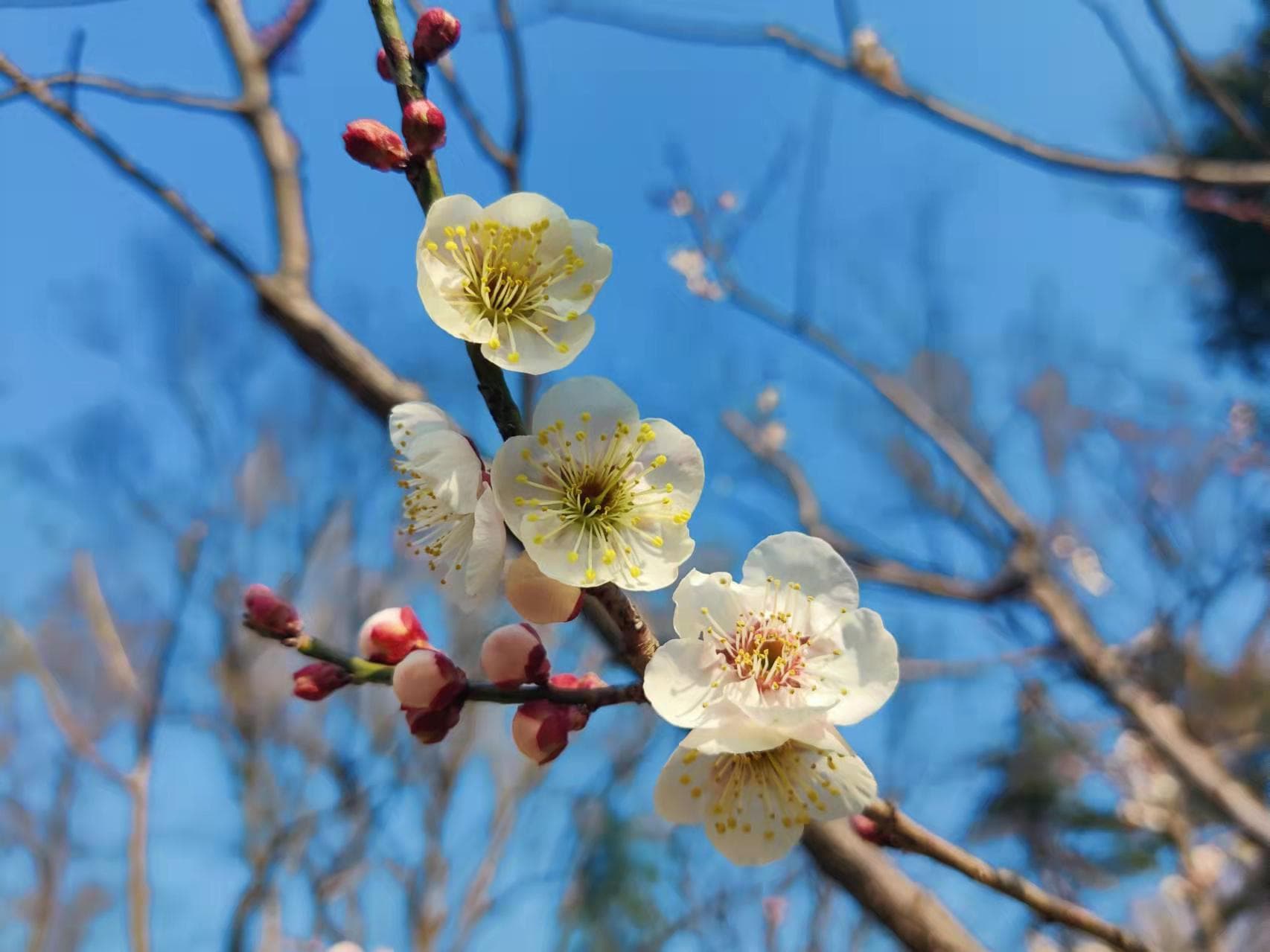 范氏义庄：范仲淹家族传承800年的秘诀