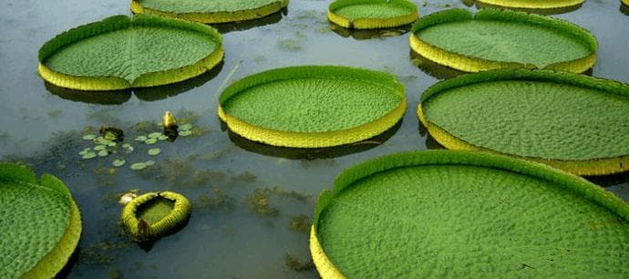 轮藻的分类与特征（探究轮藻的生物学特征及其分类）
