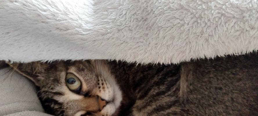 哪些猫咪品种更适合寒冷环境？（探索不怕冷的猫咪品种，找到适合您家的冬季伴侣）
