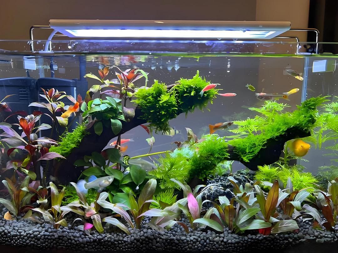 教你养出一缸好水草，打造漂亮水草缸