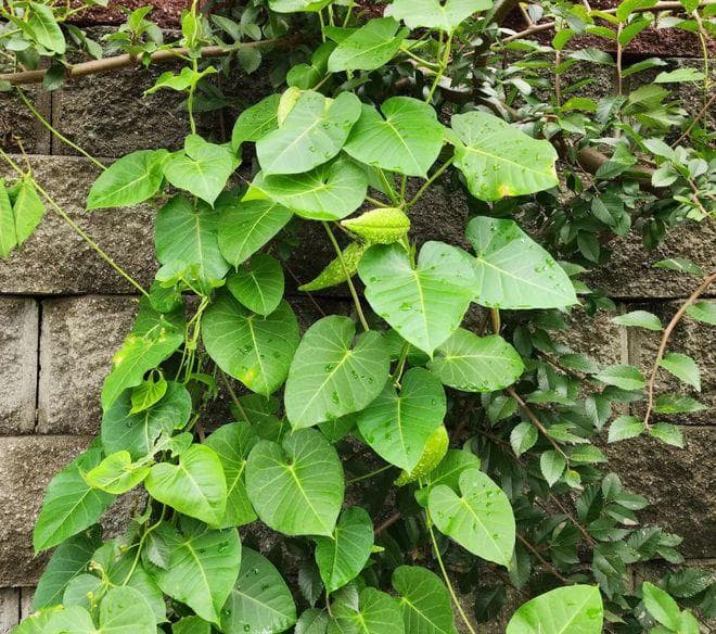 老话说：“离家千里，勿食萝藦枸杞”，萝藦是何物，为啥不能吃？