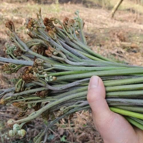 阳春三月，被誉为“野菜之王”的蕨菜，怎能不尝尝