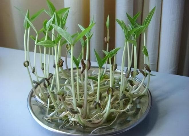 水培绿豆的方法和步骤