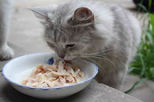 猫咪干呕拉稀原因及解法揭秘
