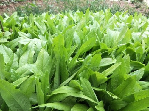 油菜与油麦菜的区别